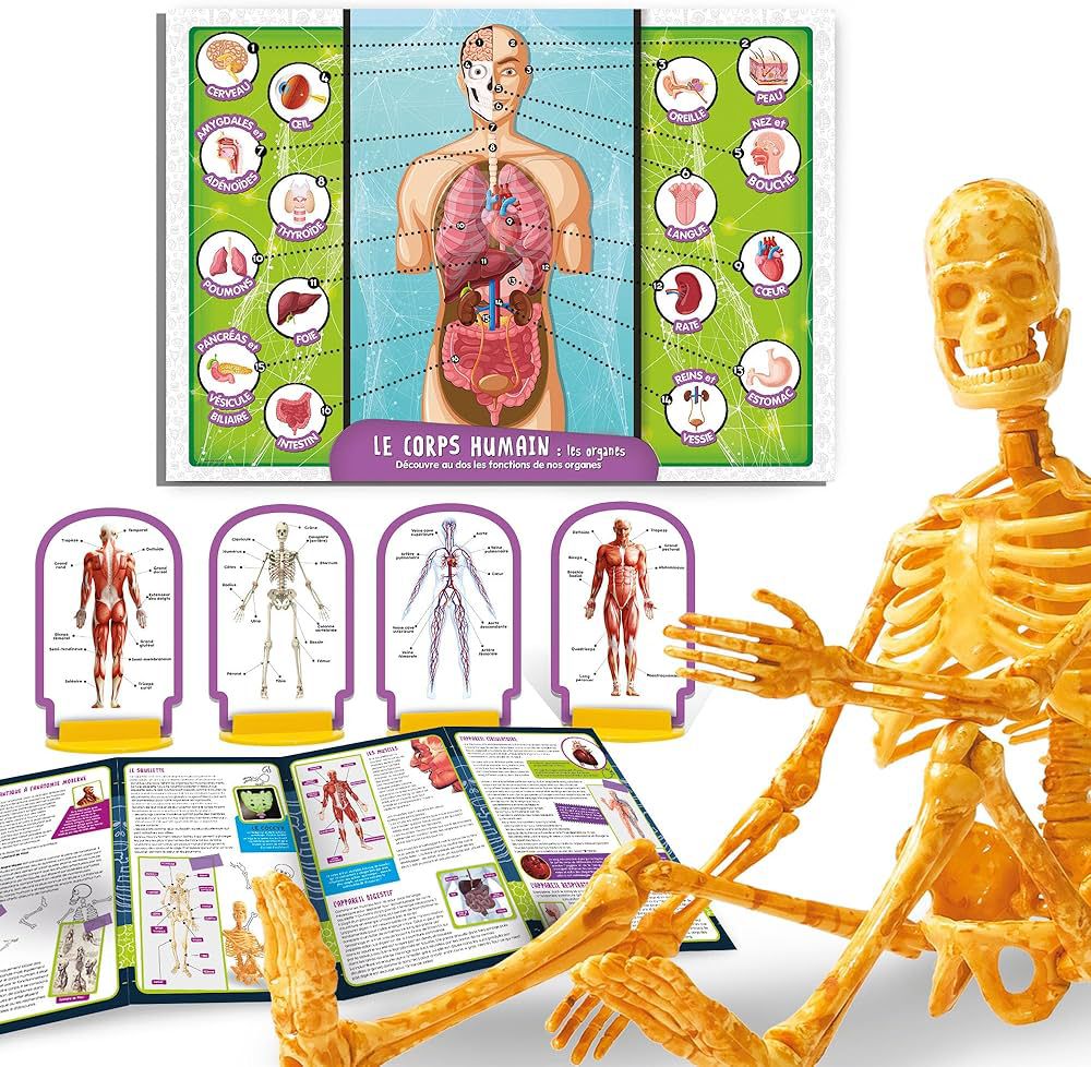 A LA DECOUVERTE DU CORPS HUMAIN