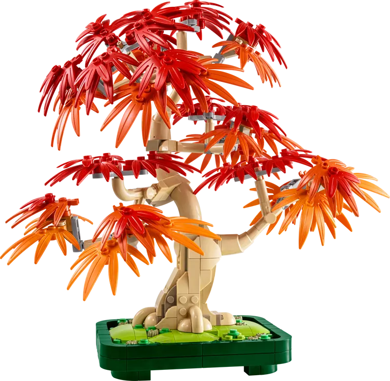 JAPANESE MAPLE TREE (10348)