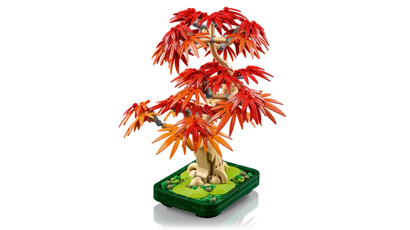 JAPANESE MAPLE TREE (10348)