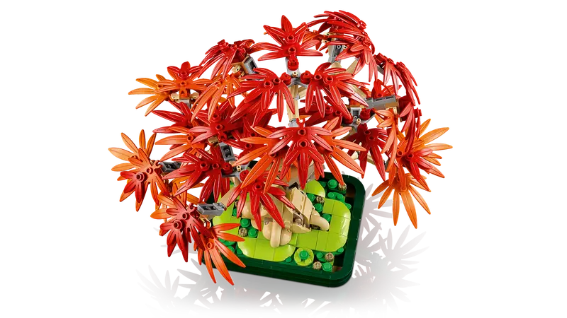 JAPANESE MAPLE TREE (10348)