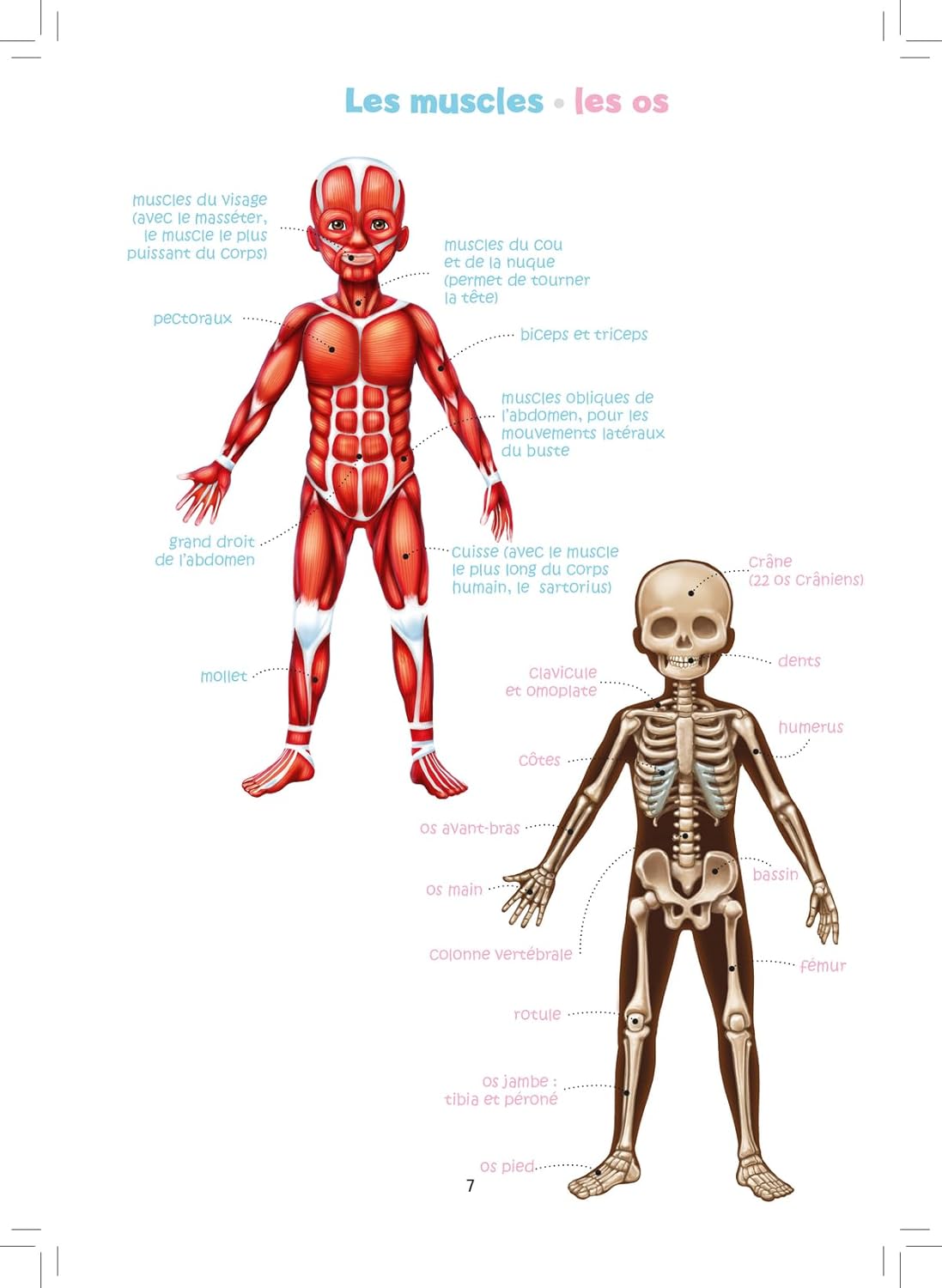LE JEU DU CORPS HUMAIN